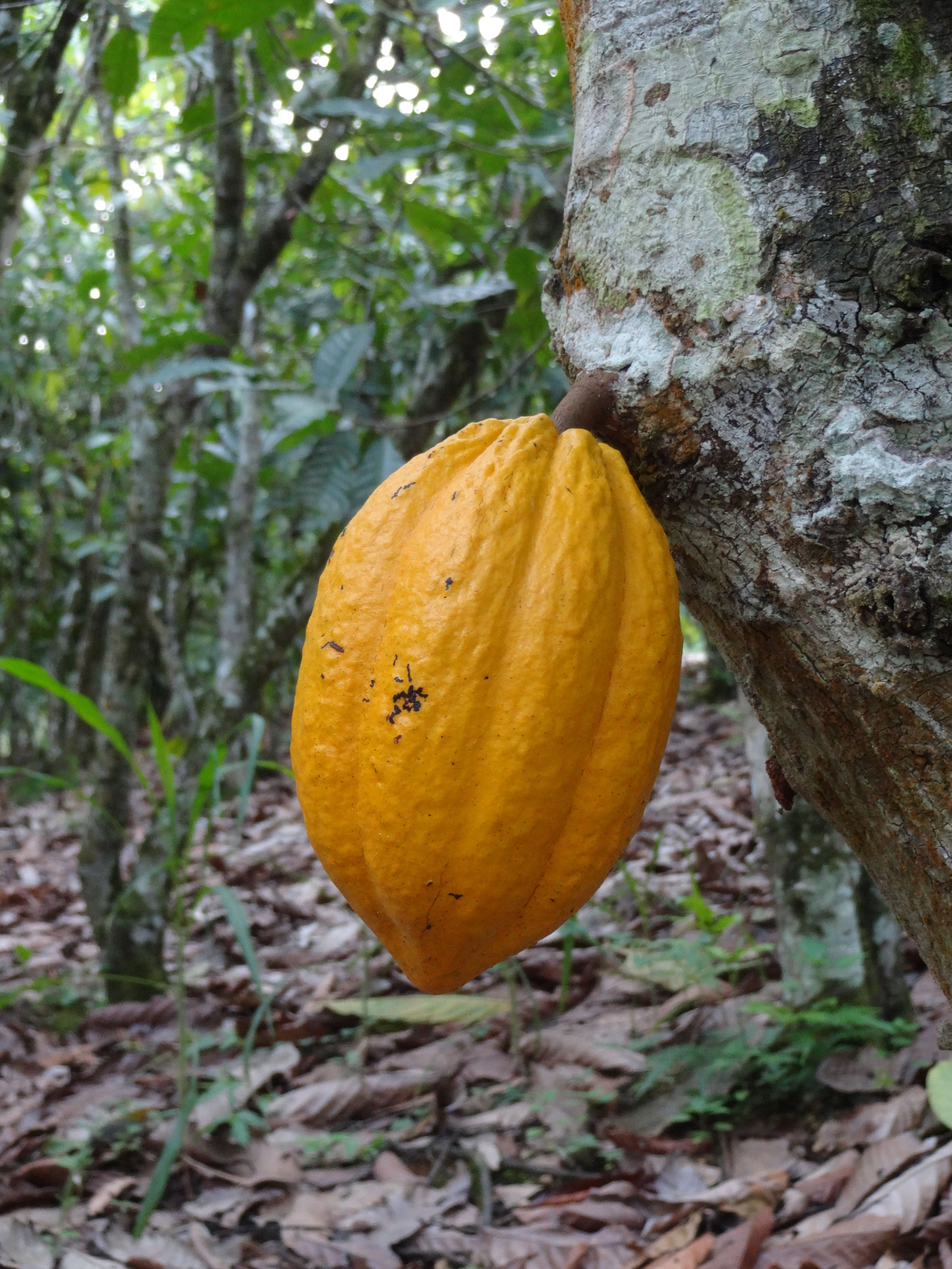 Cocoa farm in Nigeria